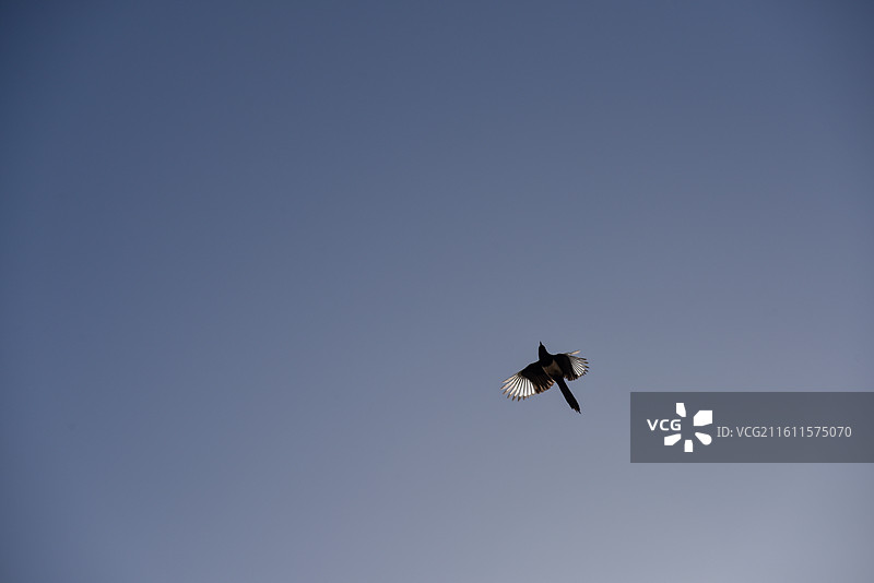 飞鸟在天空中翱翔图片素材