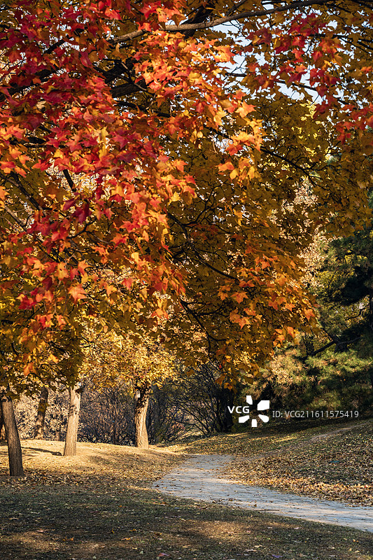 北京植物园秋天阳光秋色丁达尔光图片素材