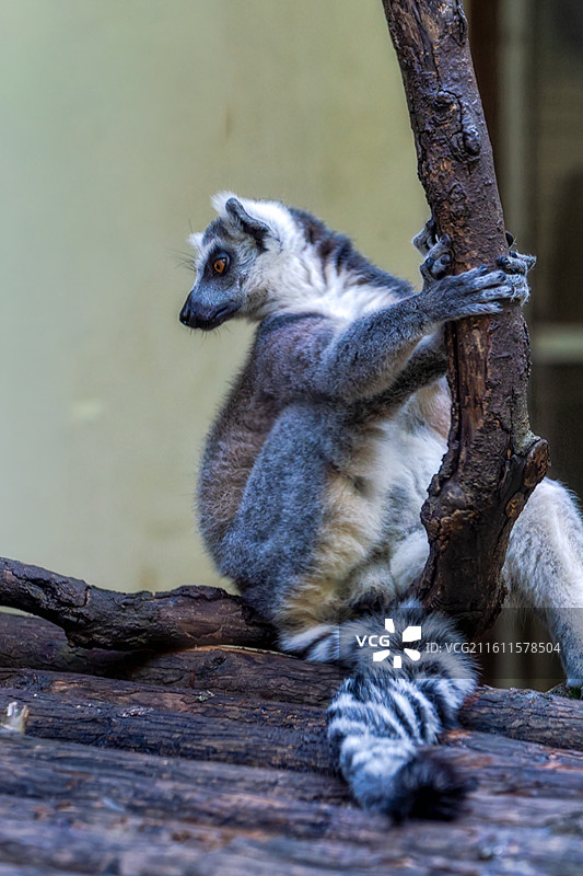 柳州动物园狐猴抱树休息侧面照图片素材
