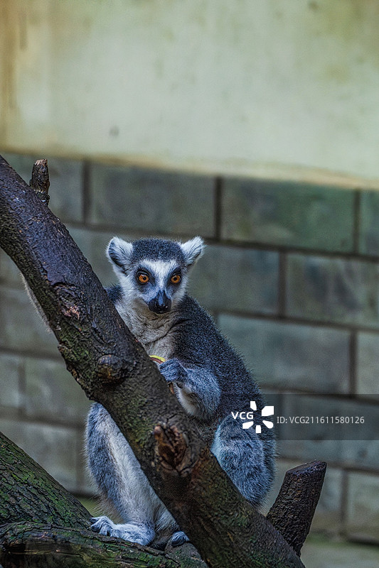 柳州动物园狐猴抱树休息侧面照图片素材