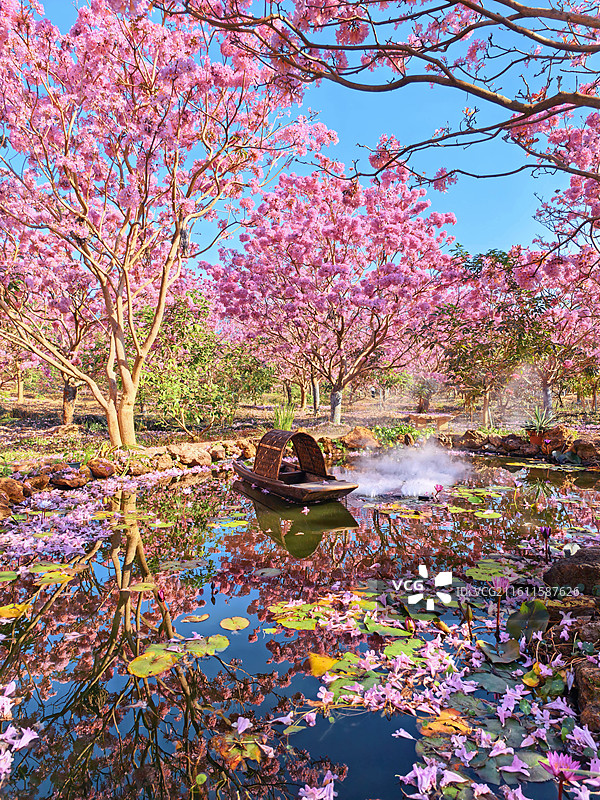 广东省江门市绿美生态园景区紫色风铃花图片素材