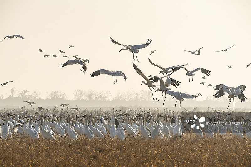 江西鄱阳湖候鸟白鹤群鸟群图片素材