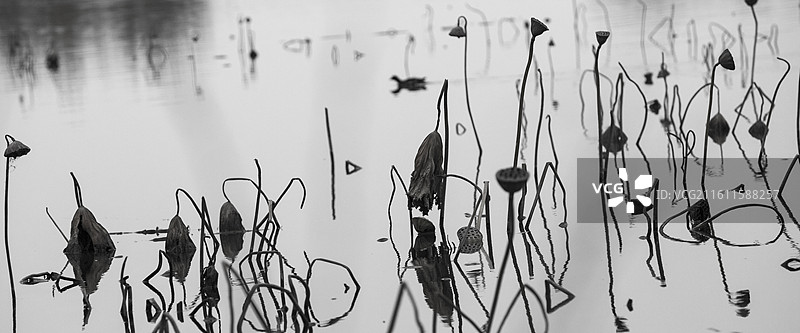 画意摄影——残荷图片素材