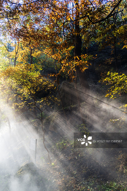 北京植物园秋天阳光秋色丁达尔光图片素材