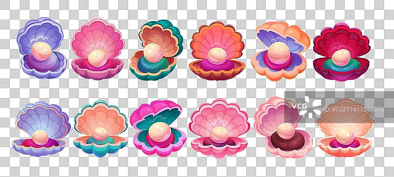 水下珍珠贝壳，张开的海蛎，扇贝图片素材