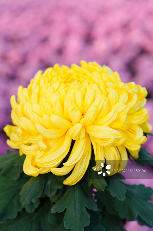 秋日菊花盛开图片素材