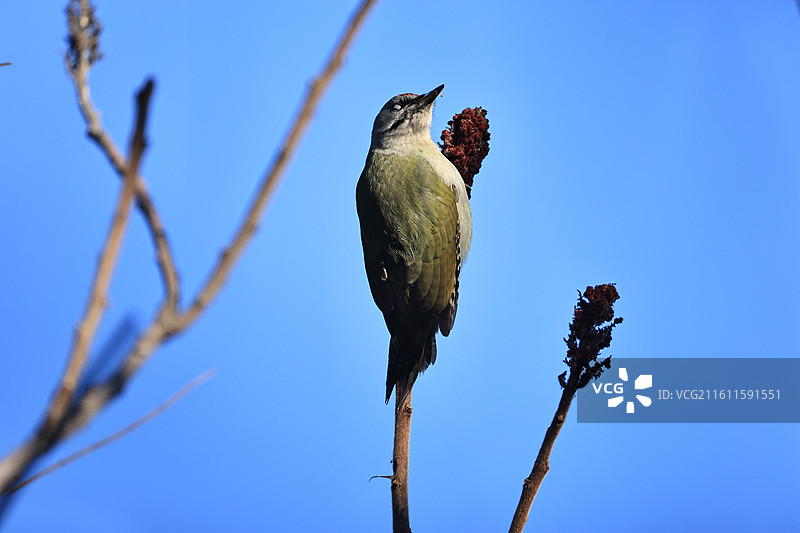 遇到灰头绿啄木鸟 恰巧拍不到好看的照片 那就拍个生境片子图片素材