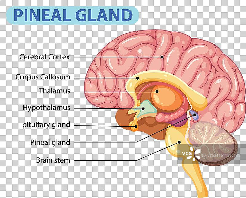 大脑各部分和松果体的细节图片素材