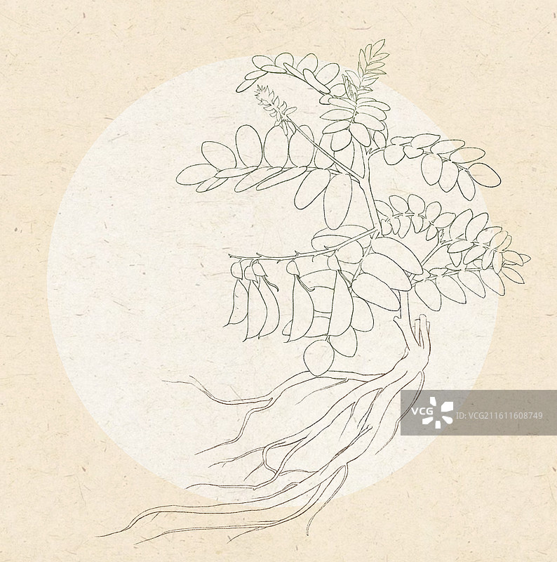 黄芪线稿图片素材