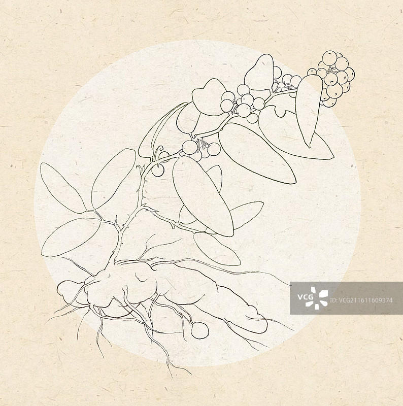 茯苓线稿图片素材