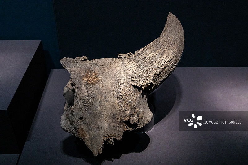 浙江博物馆圣水牛头骨  ”新石器时代跨湖桥文化(距今约 8000-7000年)2001年跨湖桥遗址出图片素材