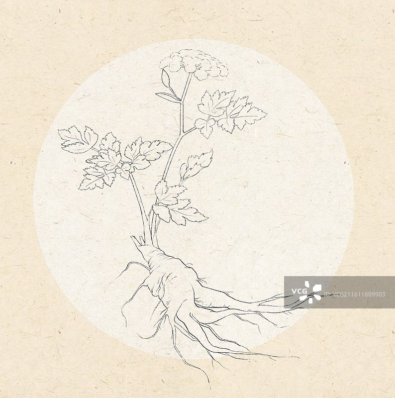 当归线稿图片素材