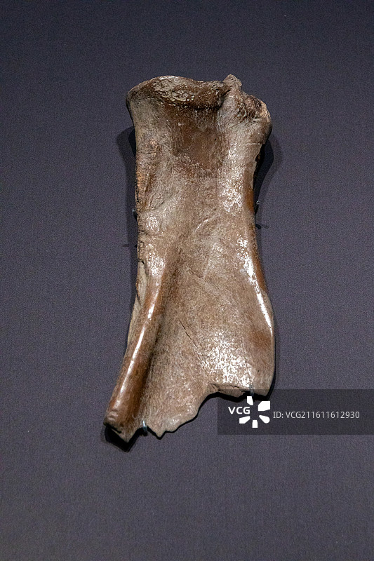 浙江博物馆骨耜  新石器时代跨湖桥文化(距今约 8000-7000年) 2001年跨湖桥遗址出土图片素材