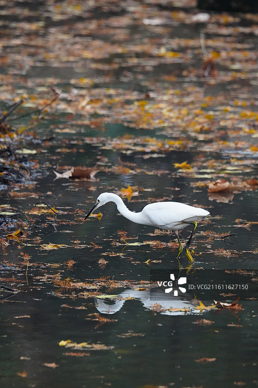 上海 中山公园 冬季 鸟 栖息 白鹭 湖泊 落叶 霜降 水域 湿地图片素材
