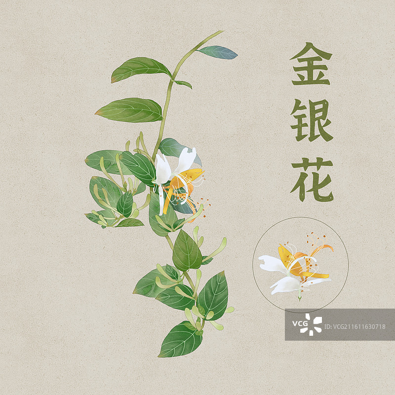 金银花中药插画图片素材
