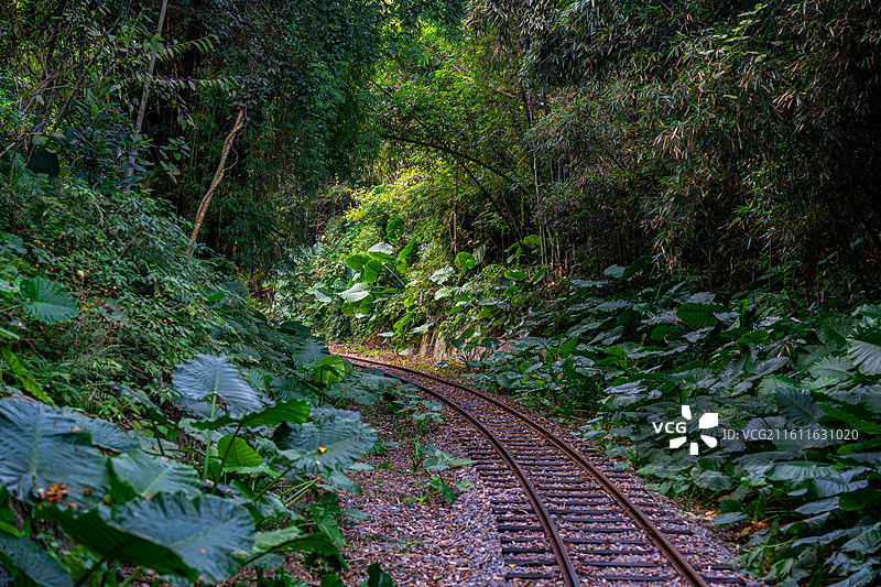 森林中的铁路 建西森林小火车铁轨图片素材