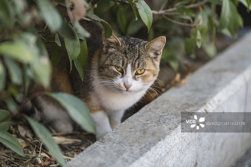 躲在树丛里的猫图片素材