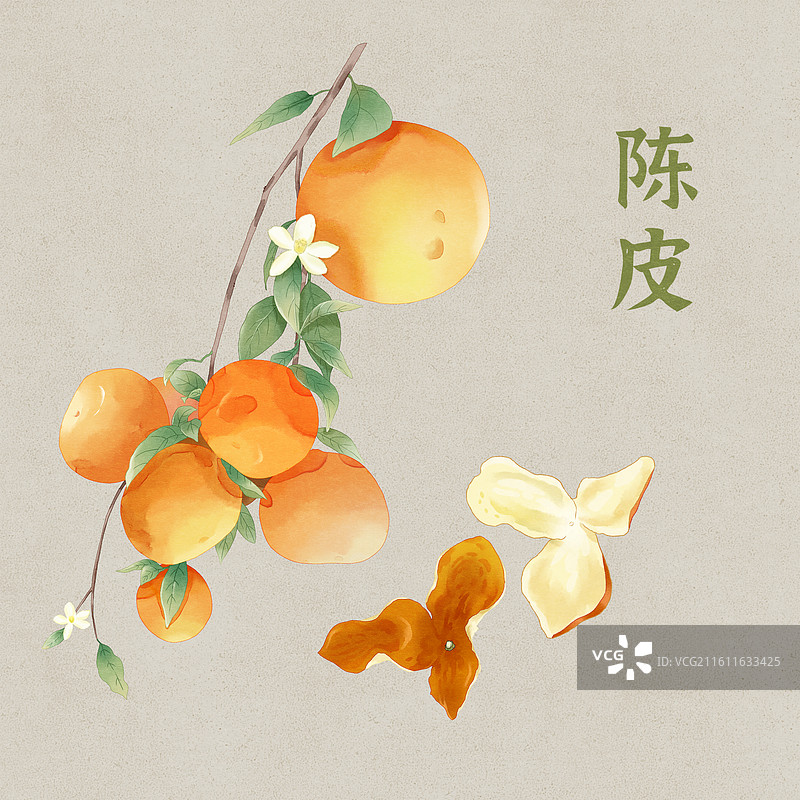 陈皮中药中医插画图片素材