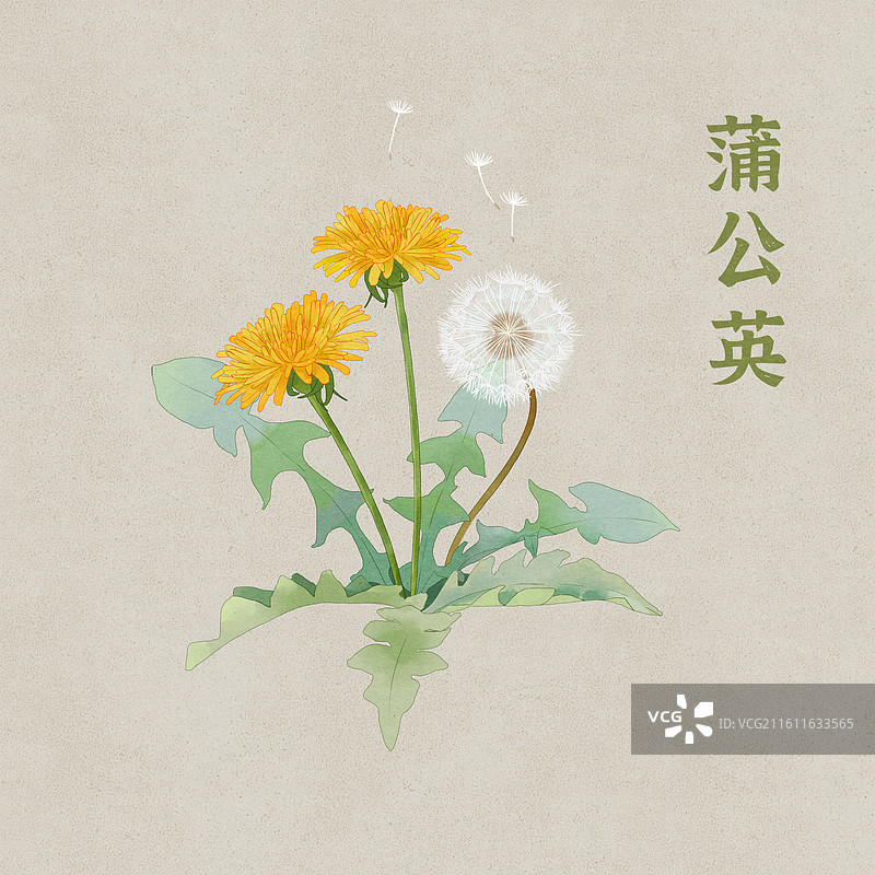 蒲公英中药中医插画图片素材