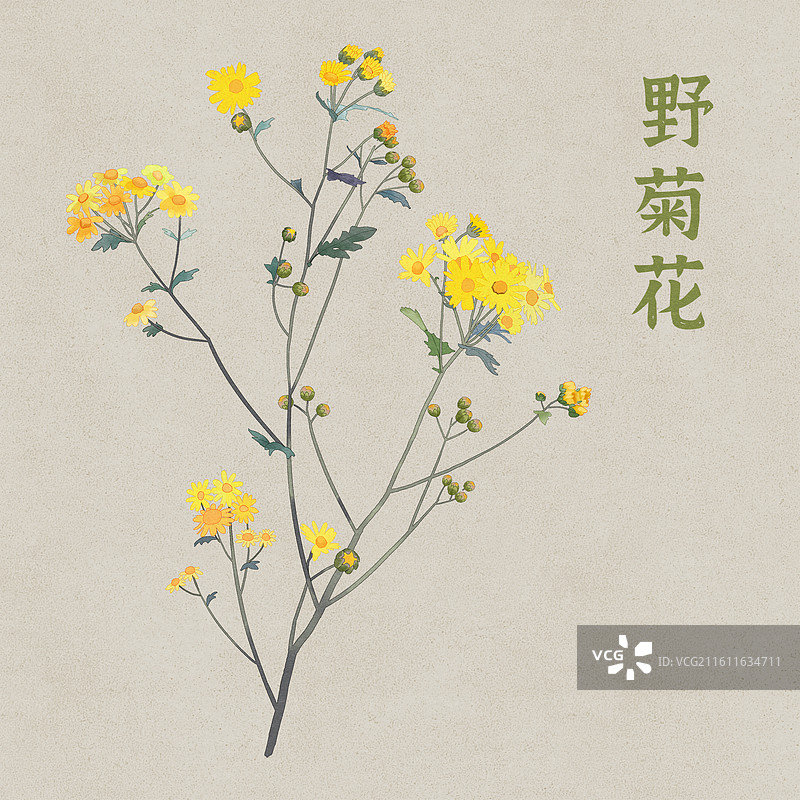 野菊花中药中医中草药插画图片素材