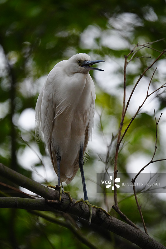 上海 中山公园 冬季 鸟 栖息 白鹭图片素材