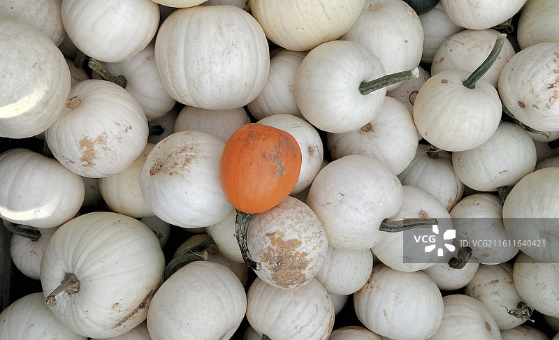 小南瓜作物图片素材