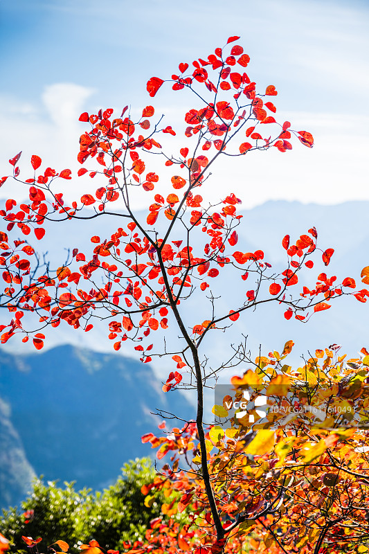 重庆巫山神女峰红叶风景图片素材