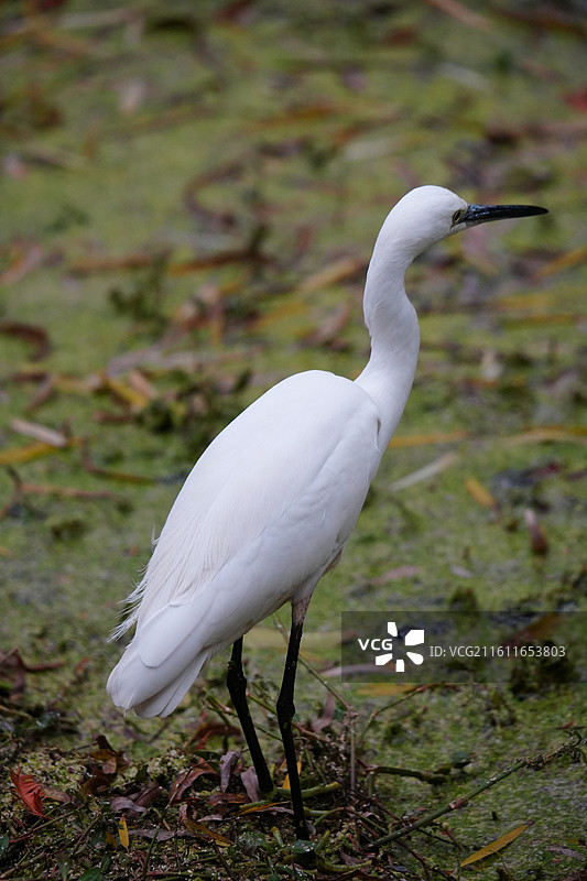 上海 中山公园 冬季 鸟 栖息 白鹭 湖泊 落叶 霜降 水域 湿地图片素材