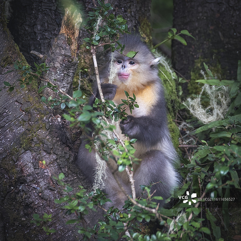 云南野生动物滇金丝猴图片素材