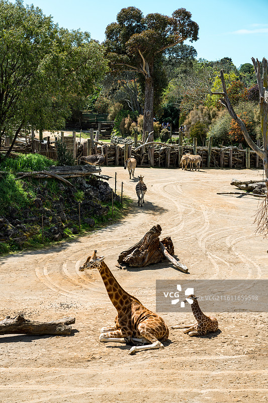 新西兰奥克兰动物园图片素材