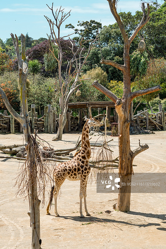 新西兰奥克兰动物园图片素材