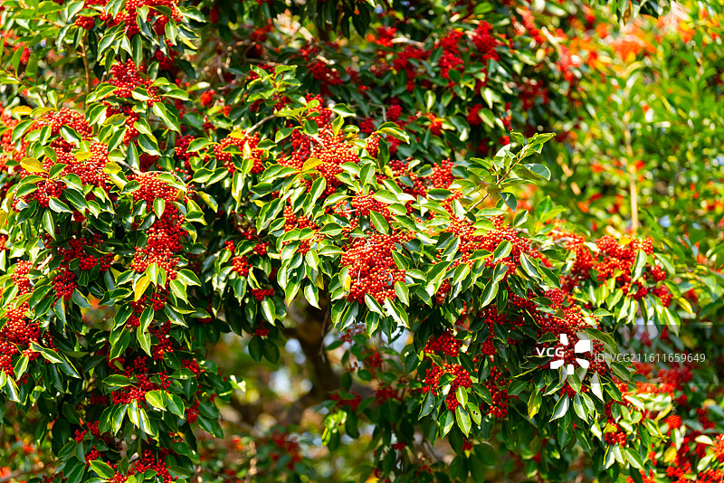 红色的铁冬青图片素材