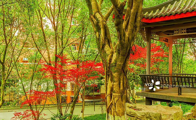 金秋十月的中华美德公园图片素材