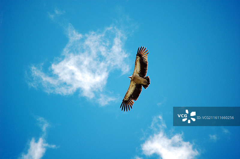 秃鹫翱翔于蓝天白云之下图片素材