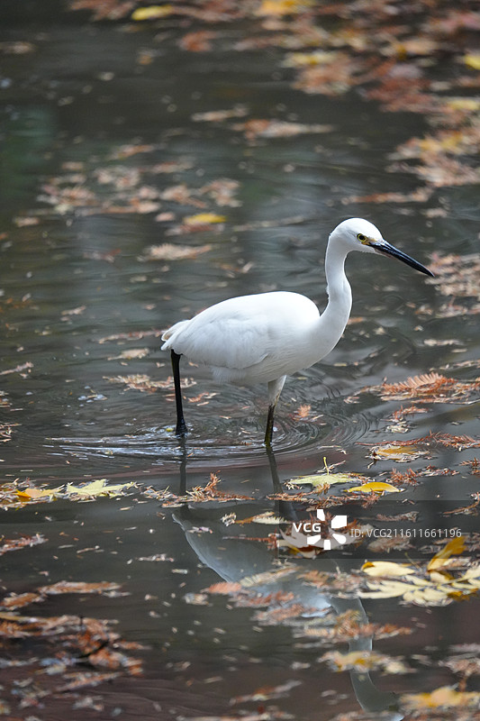 上海 中山公园 冬季 鸟 栖息 白鹭 湖泊 落叶 霜降 水域 湿地图片素材