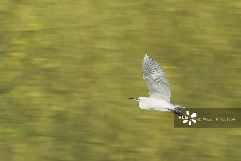 河北沧州大运河飞鸟：白鹭图片素材