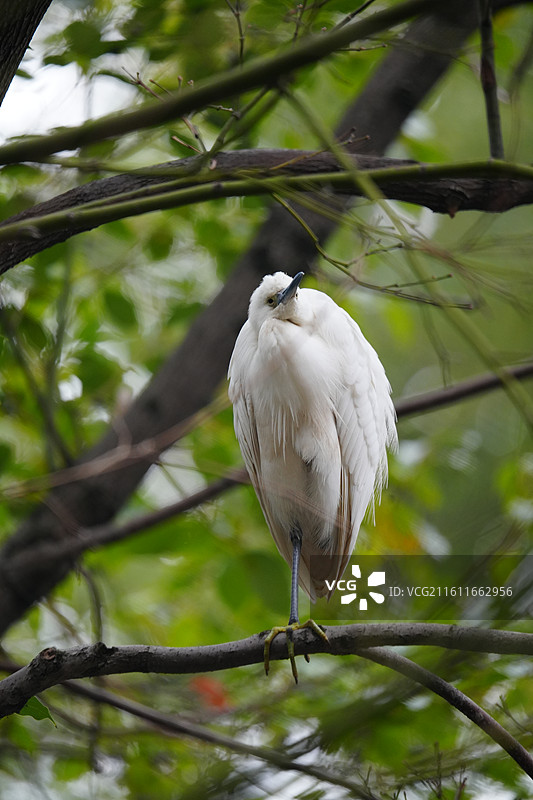 上海 中山公园 冬季 鸟 栖息 白鹭图片素材