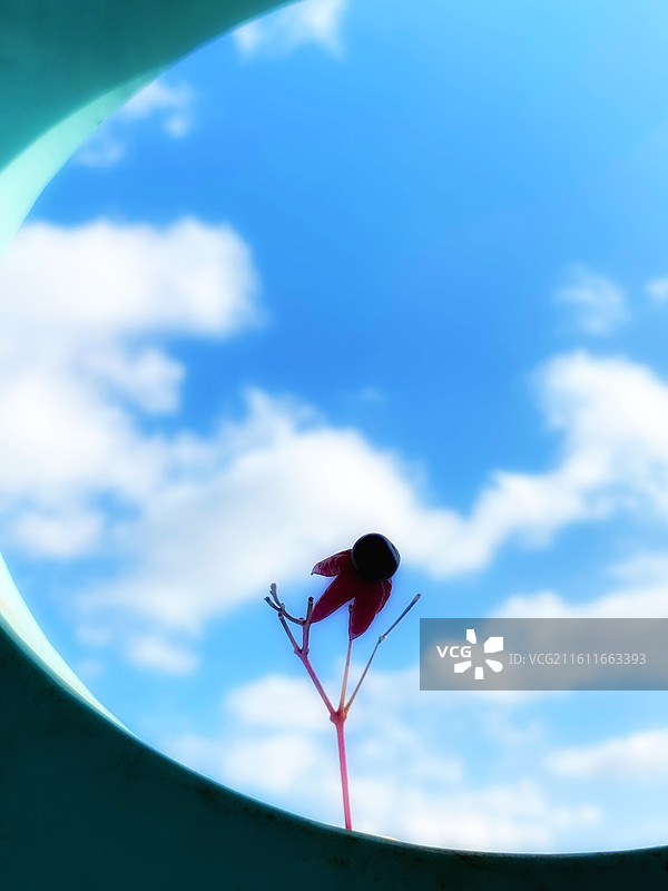 蓝天白云下的海州常山果实图片素材