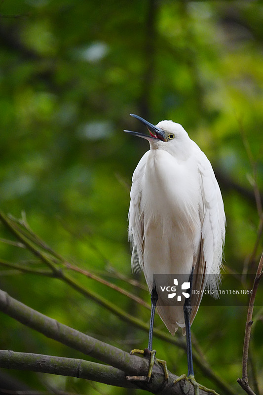上海 中山公园 冬季 鸟 栖息 白鹭图片素材