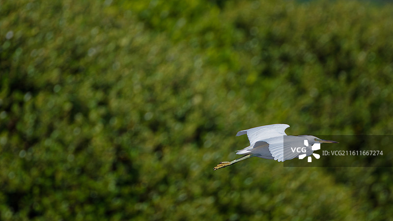 海南文昌会文湿地国家一级保护动物黄嘴白鹭高清写真图片素材