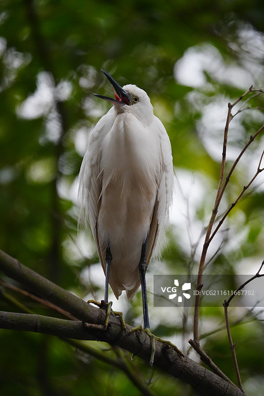 上海 中山公园 冬季 鸟 栖息 白鹭图片素材