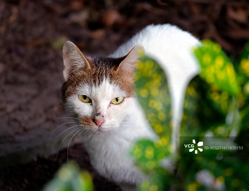 白猫（厦门市翔安区）图片素材