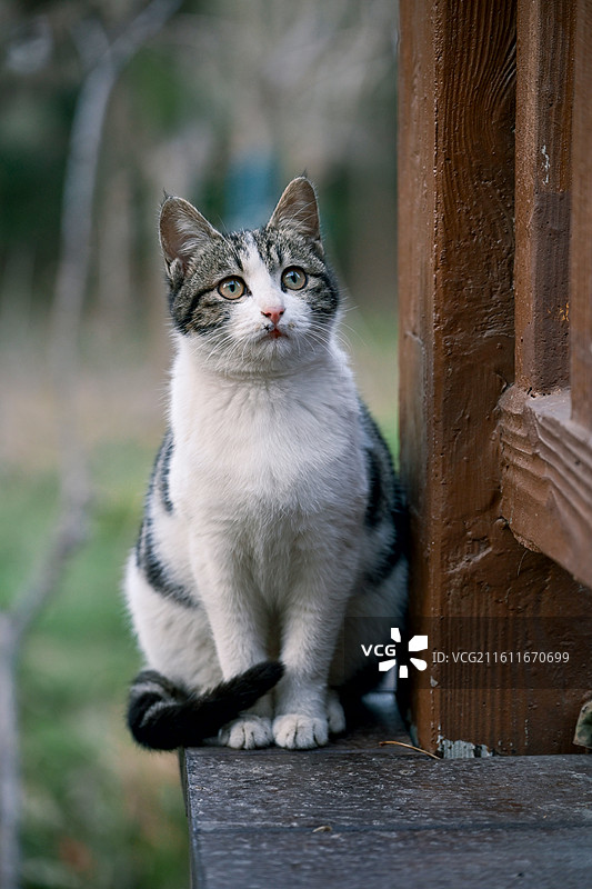 可爱的花纹猫咪图片素材