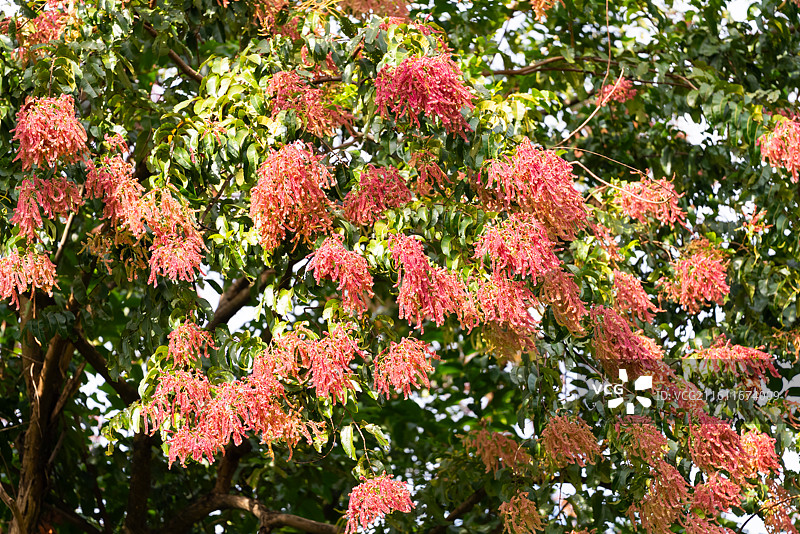 千果榄仁花图片素材