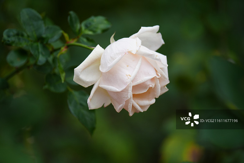 上海 中山公园 花 盛开图片素材