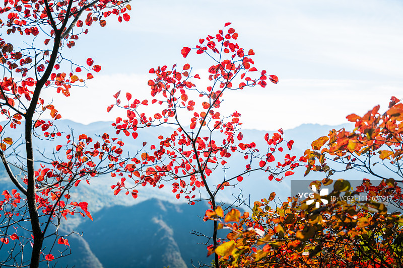 重庆巫山神女峰红叶风景图片素材