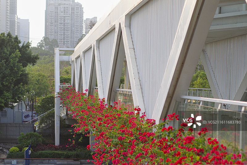 福州温泉公园附近的天桥和盛开的三角梅图片素材