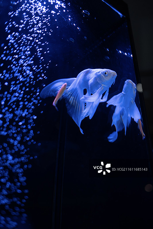 台湾蝴蝶鲤 冷水观赏鱼图片素材