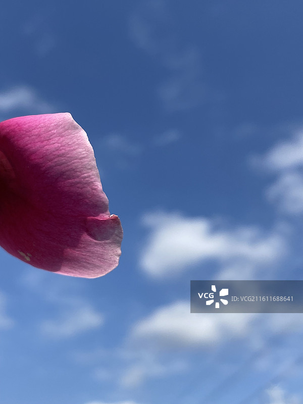 水晶天空与飘落的花瓣图片素材