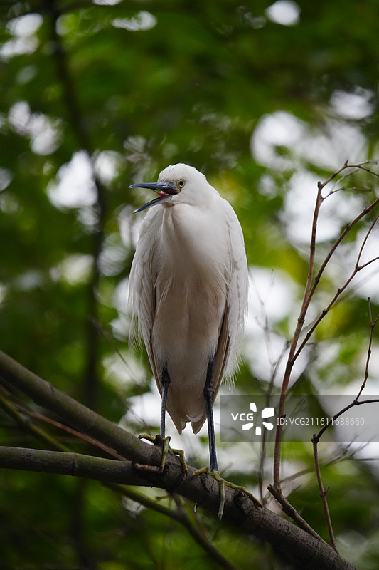 上海 中山公园 冬季 鸟 栖息 白鹭图片素材